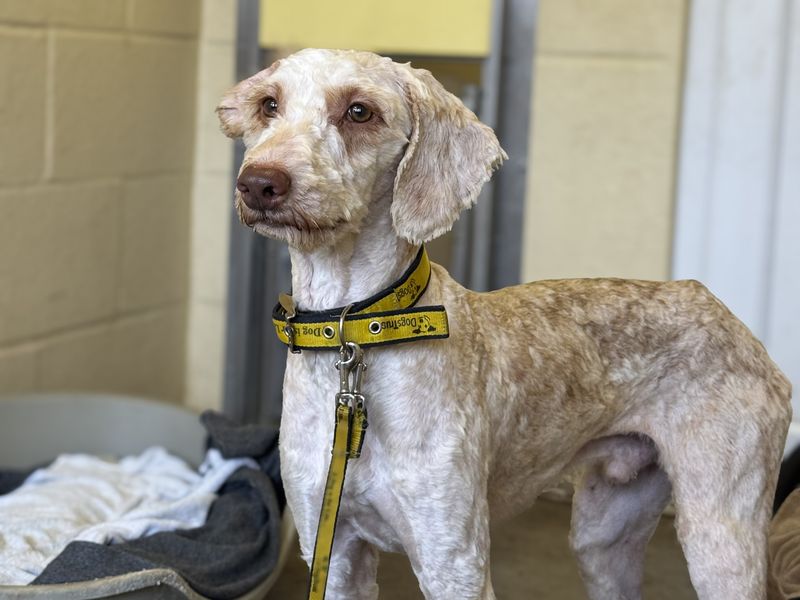 Charles - Image 3 of 4