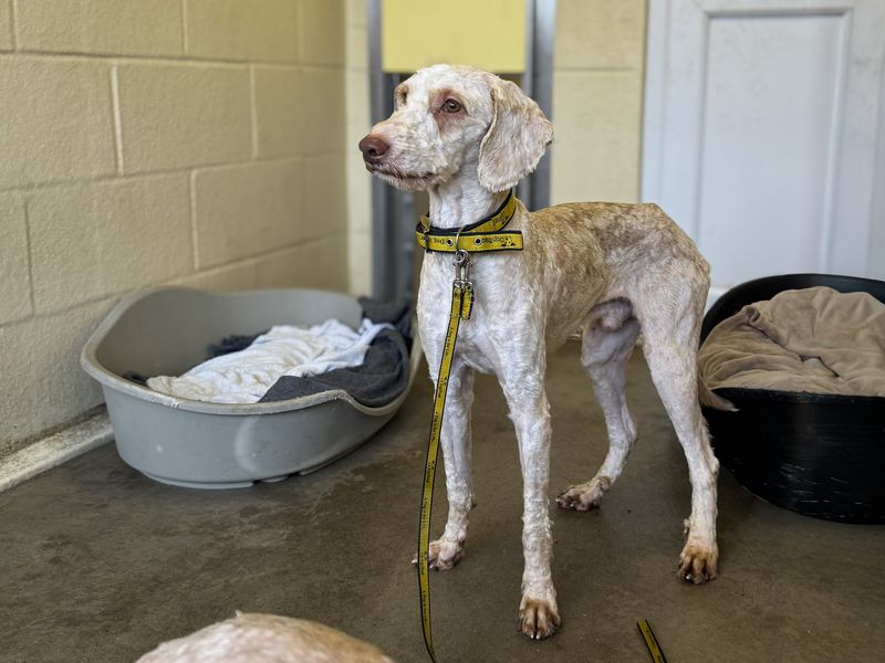 Poodle Dogs And Puppies For Adoption