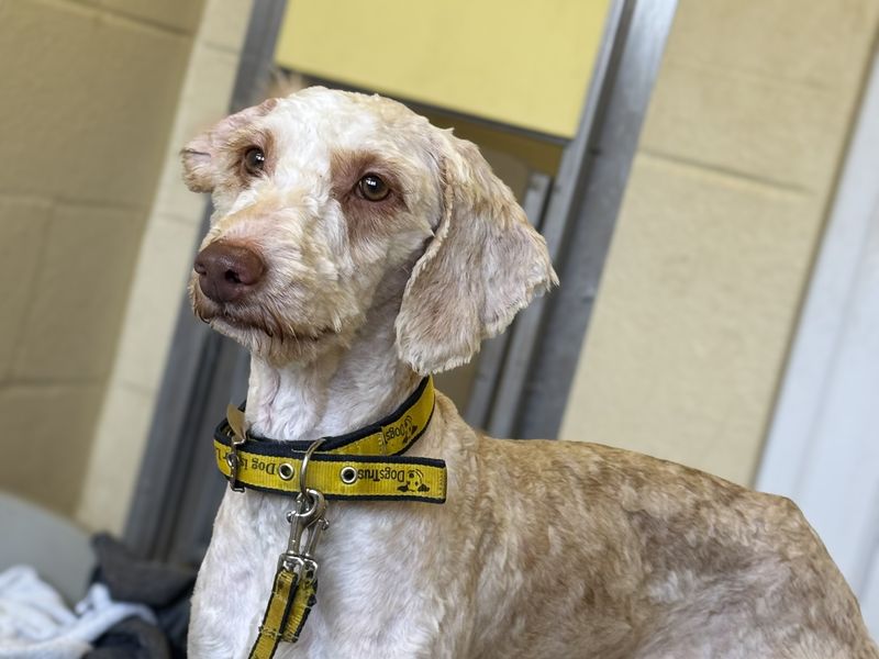 Charles - Image 4 of 4