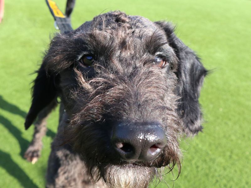 Poodle Dogs And Puppies For Adoption