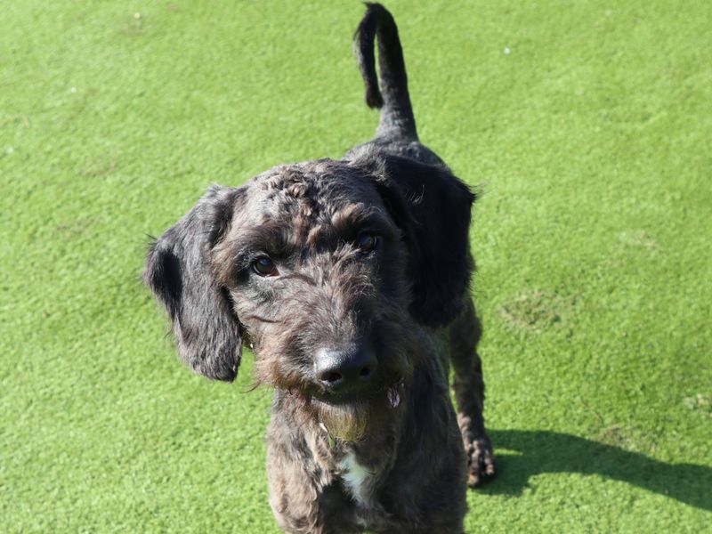 Trevor - Image 2 of 2