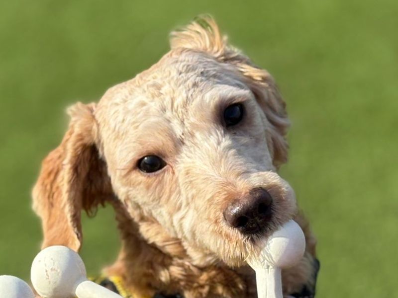 Benji, a Unknown old male Poodle available for adoption from Dogs Trust in Harefield, Greater London