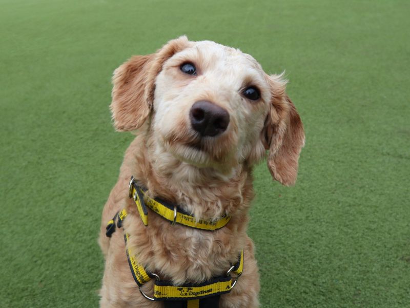 Benji - Image 2 of 3