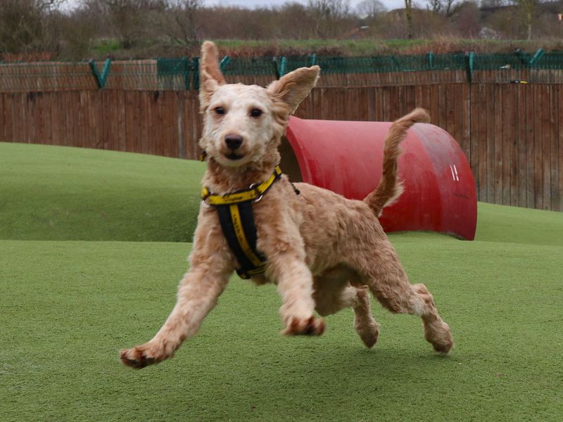 Benji - Image 3 of 3