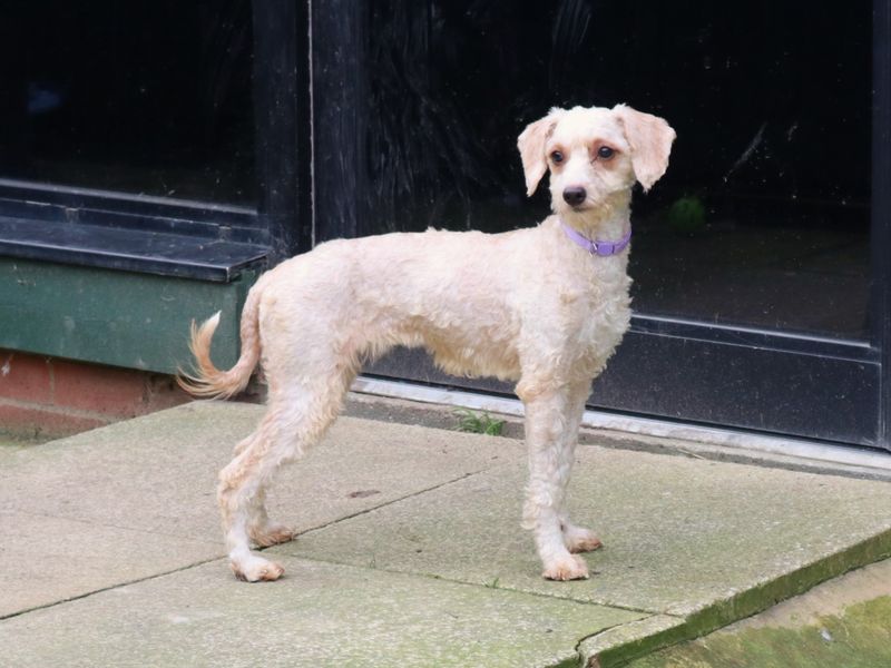 Poodle for adoption in Uxbridge, London – 1 year old
