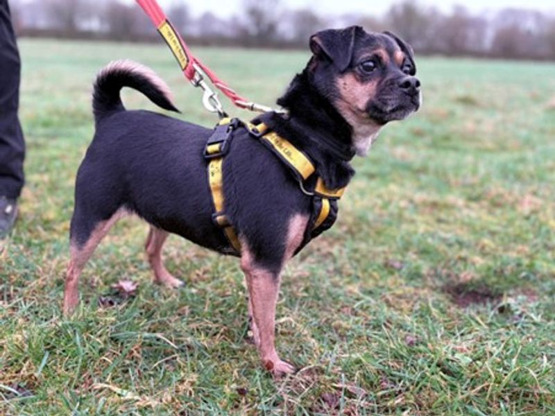 Jack Russell Terrier for adoption in Newton Tony, Wiltshire – 6 years old