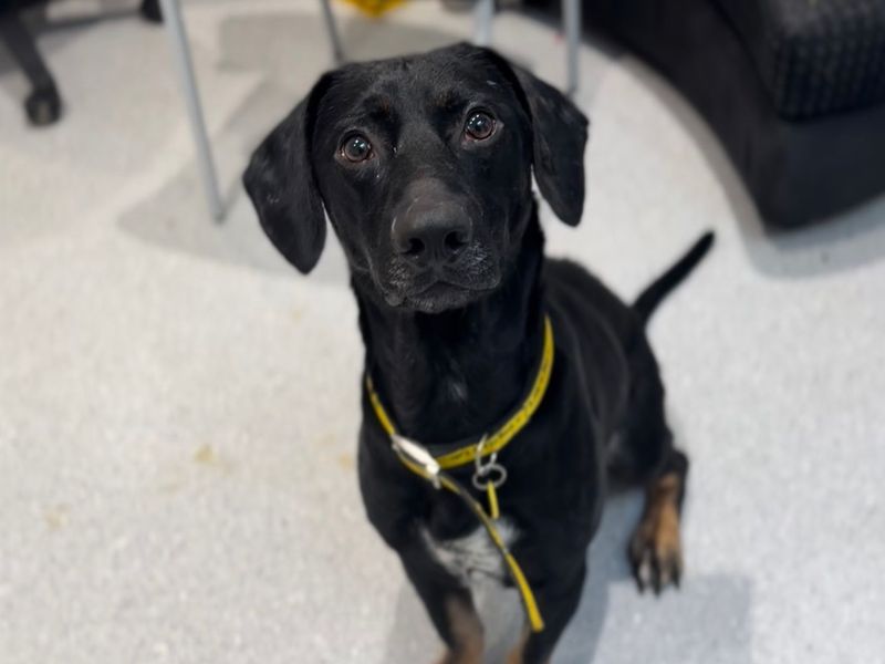 German Shepherd for adoption in Cardiff, Glamorgan – 1 year old