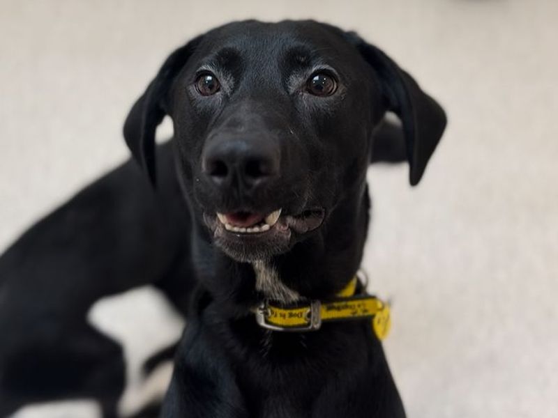 German Shepherd for adoption in Cardiff – 1 year old - Image 2 of 2