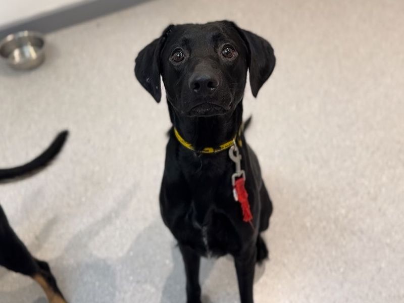 Beans | Spaniel (English Springer) Cross | Cardiff - 1