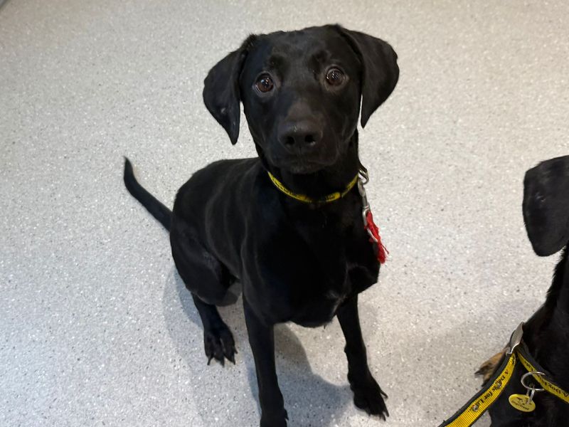 Springer Spaniel for adoption in Cardiff – 7 months old - Image 2 of 2