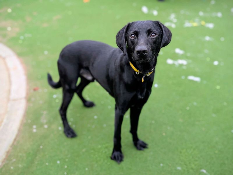 Beans, a 7 months old male English Springer Spaniel available for adoption from Dogs Trust in Splott, Wales