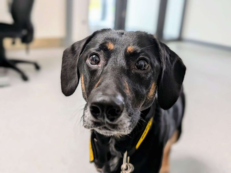 Ketchup | Spaniel (English Springer) Cross | Cardiff - 1