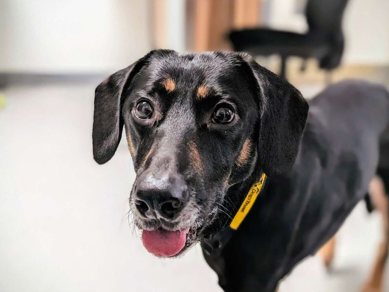 German Shepherd for adoption in Cardiff – 1 year old - Image 2 of 2