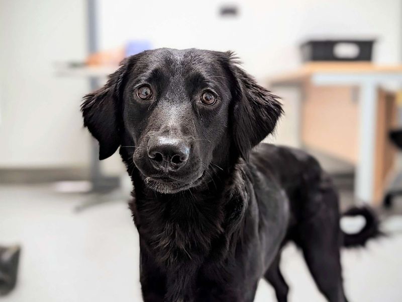 Scramble | Spaniel (English Springer) Cross | Cardiff - 1