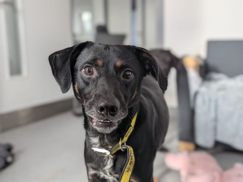 Springer Spaniel for adoption in Cardiff – 1 year old - Image 2 of 4