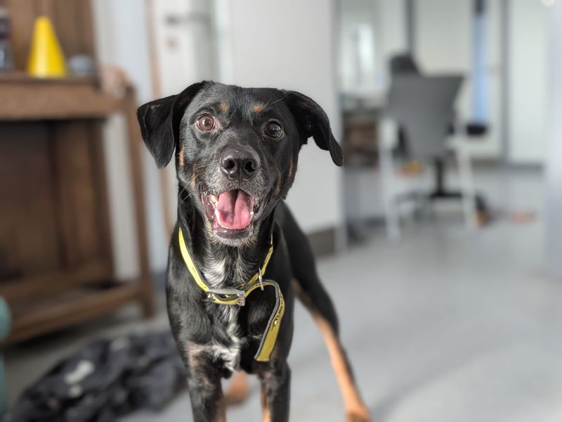 Kipper | German Shepherd Dog Cross | Cardiff - 1