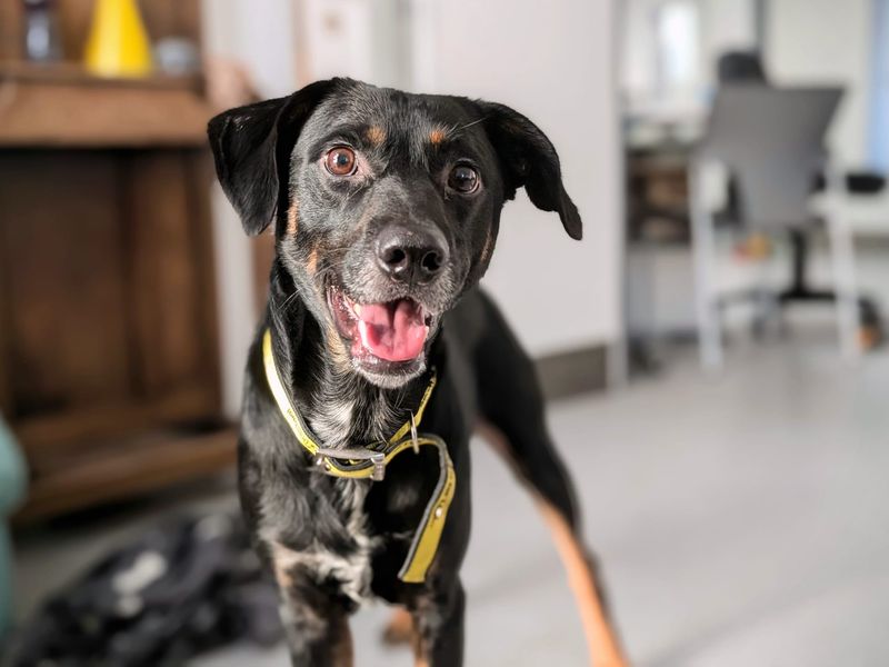 Springer Spaniel for adoption in Cardiff – 1 year old - Image 3 of 4