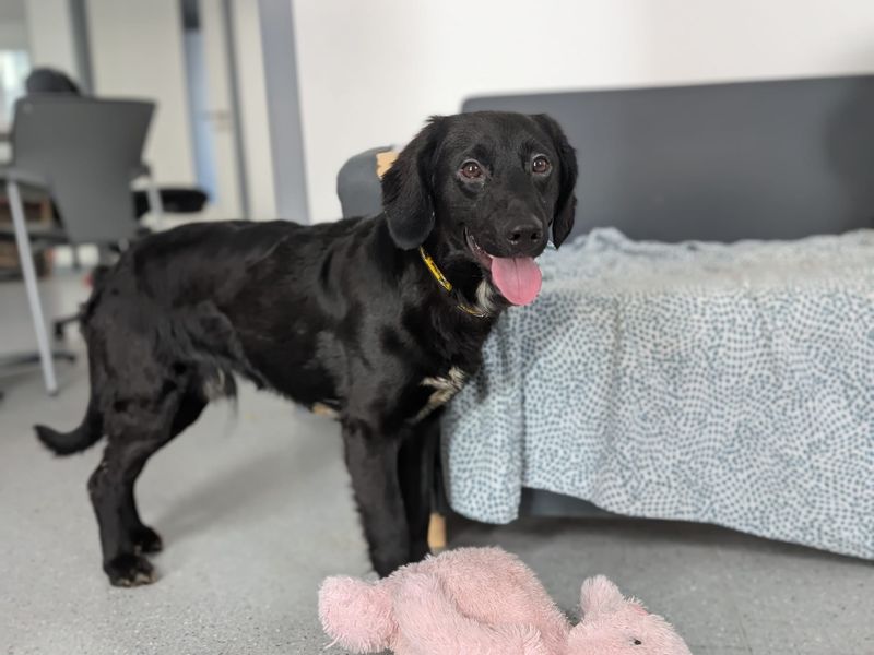 Springer Spaniel for adoption in Cardiff – 8 months old - Image 4 of 4
