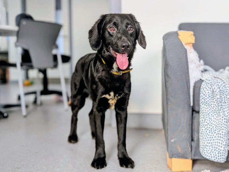 Springer Spaniel for adoption in Cardiff – 8 months old - Image 2 of 4