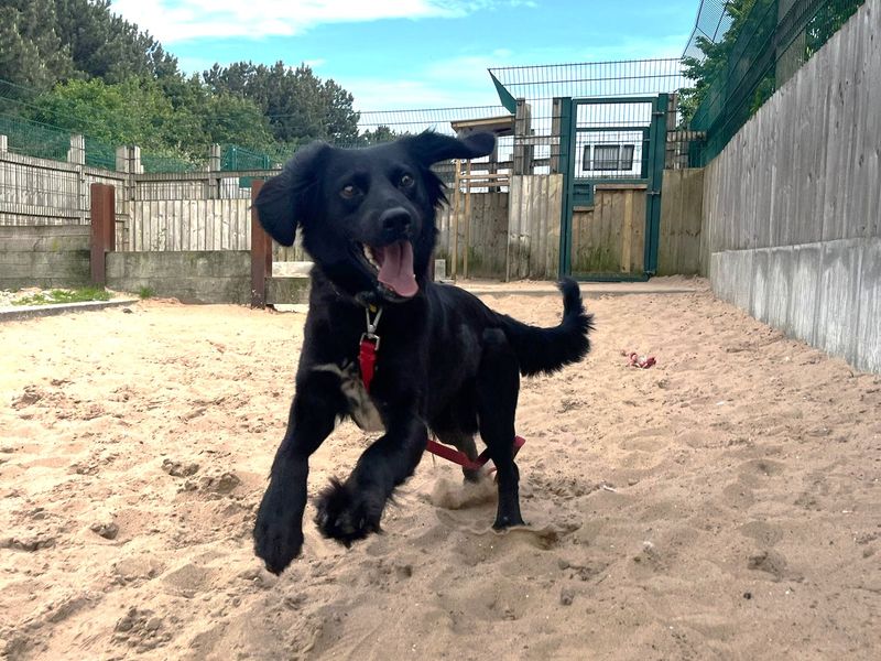 undefined | Spaniel (English Springer) Cross | undefined - 2