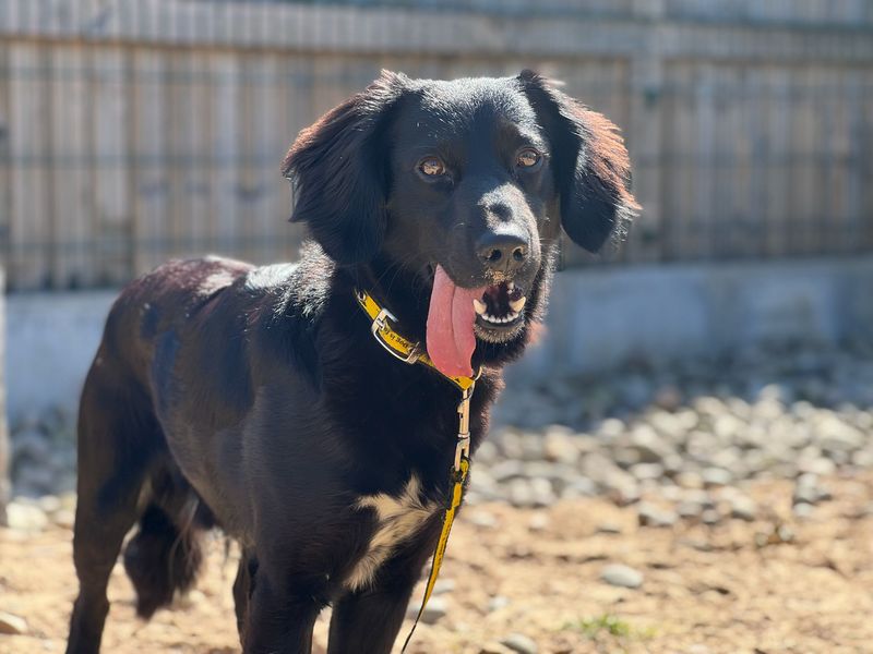 Badger | Spaniel (English Springer) Cross | Bridgend (Wales) - 5