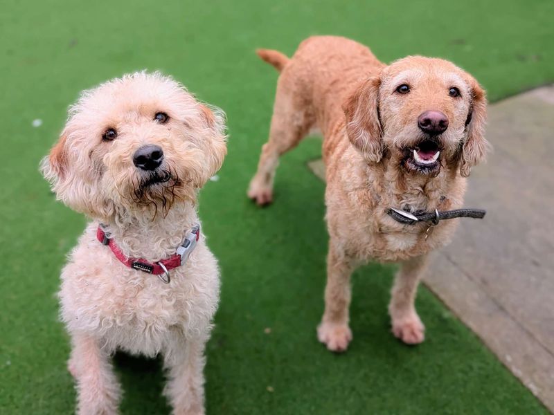 Poodle for adoption in Cardiff, Glamorgan – 2 years old
