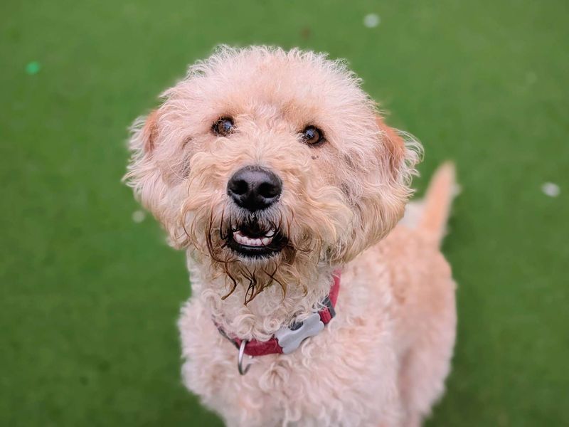 Scout - Image 4 of 8