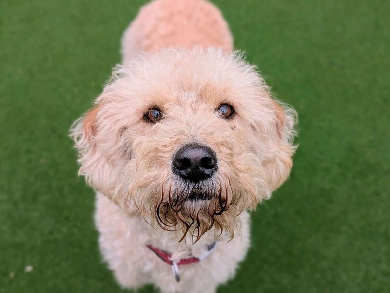 Scout - Image 5 of 8