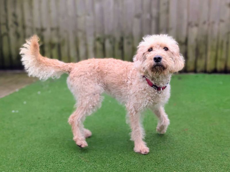 Scout - Image 8 of 8