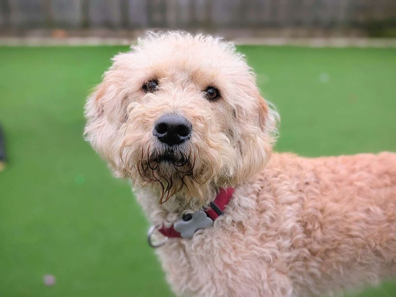 Scout - Image 2 of 8