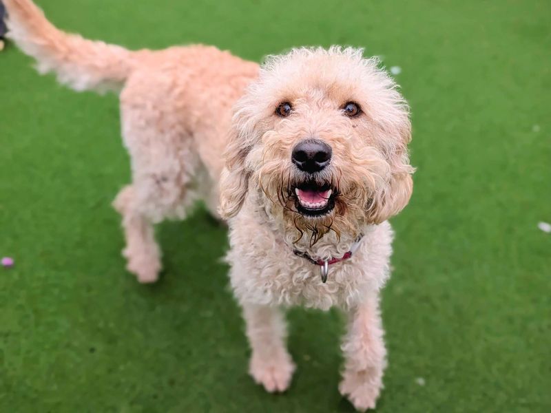 Scout - Image 3 of 8