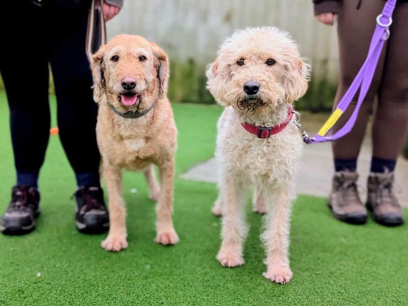 Cookie - Image 3 of 7