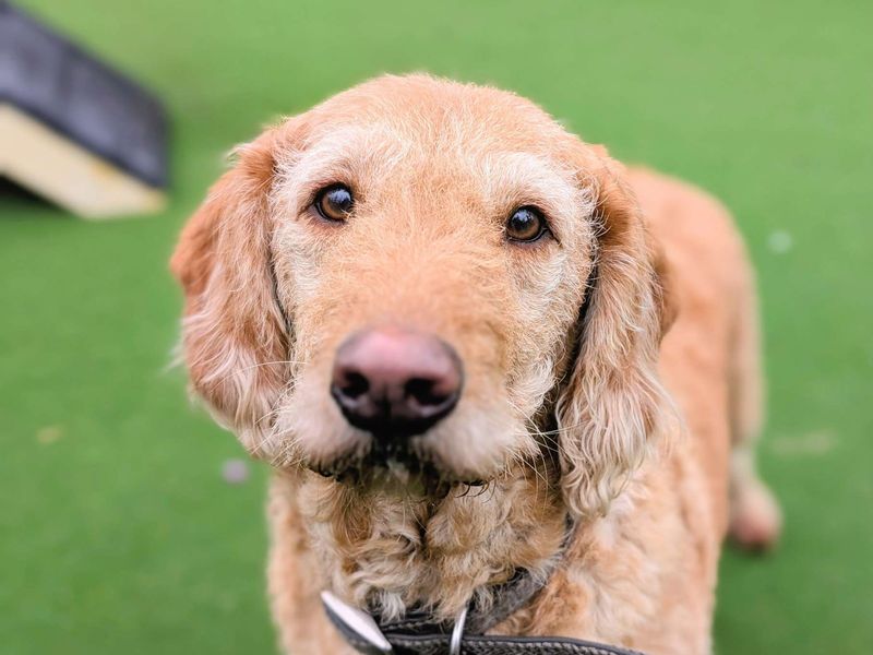 Cookie - Image 5 of 7