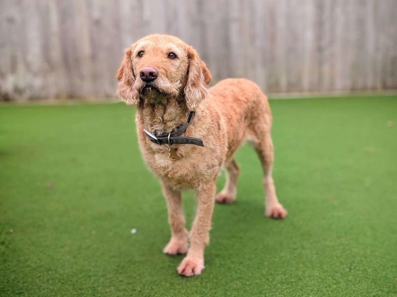 Cookie - Image 4 of 7