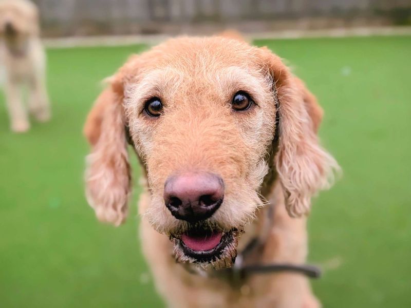 Cookie, a 4 years old female Golden Retriever available for adoption from Dogs Trust in Splott, Wales
