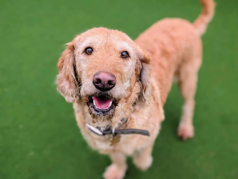 Cookie - Image 7 of 7