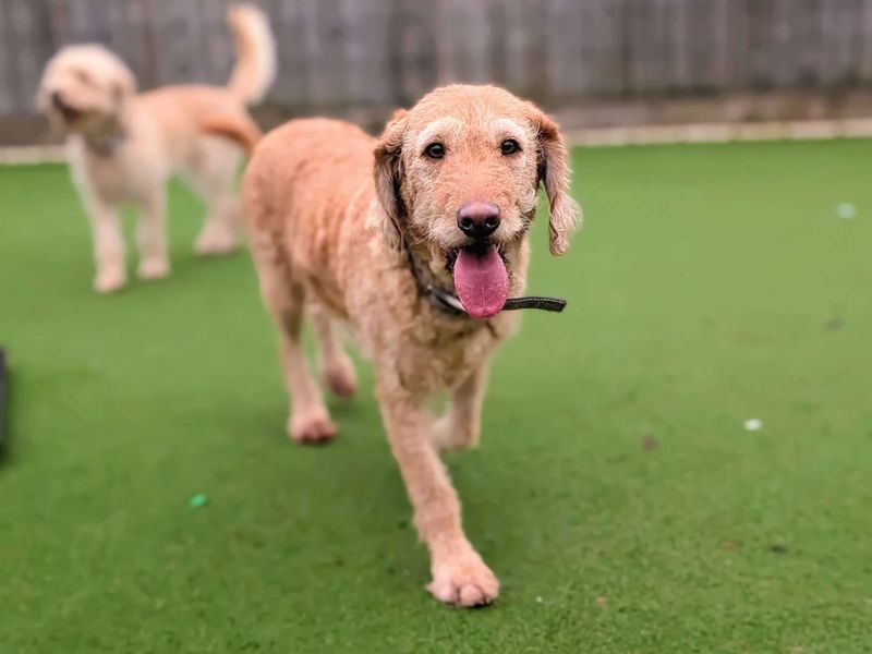 Cookie - Image 2 of 7