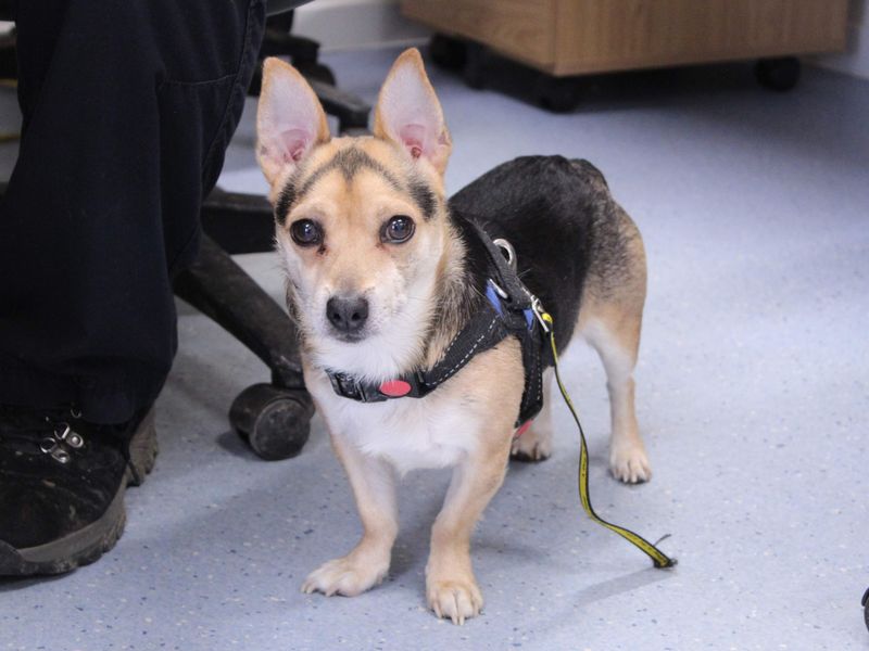 Chihuahua Dogs And Puppies For Adoption