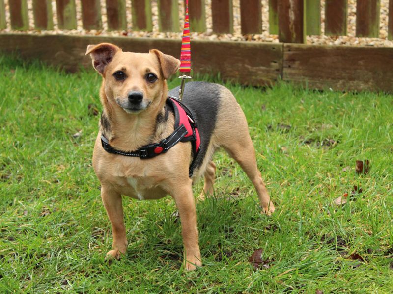 Penny - Image 2 of 4