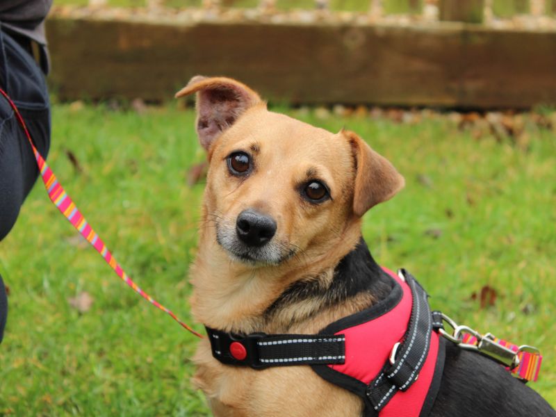 Penny - Image 3 of 4