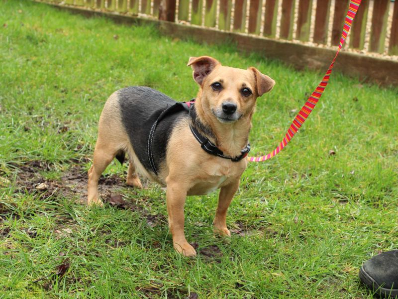 Jack Russell Terrier Dogs And Puppies For Adoption