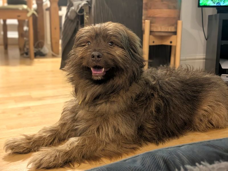 Puffy, a 4 years old male Havanese available for adoption from Dogs Trust in Harefield, Greater London