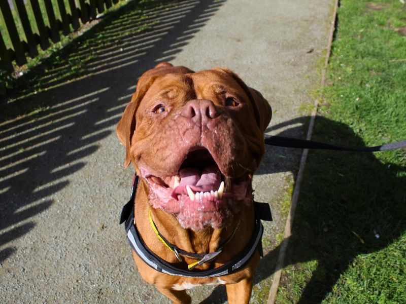 Nala | Dogue De Bordeaux | Manchester - 1