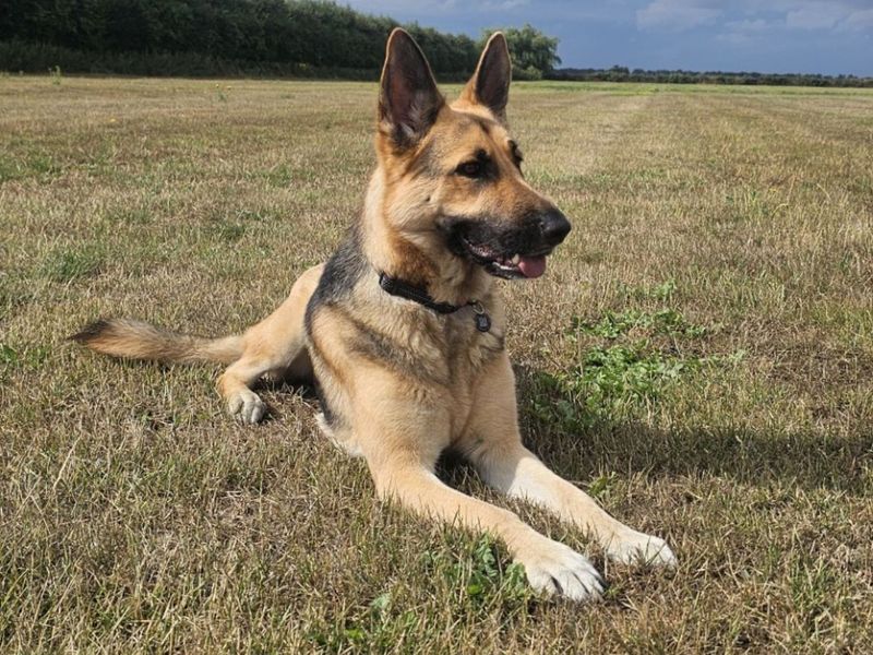 German Shepherd for adoption in Snetterton, Norfolk – 2 years old
