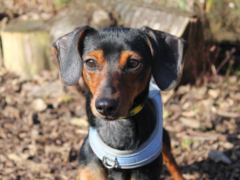 Bobby | Dachshund (Smooth Haired) | Merseyside (Liverpool) - 1
