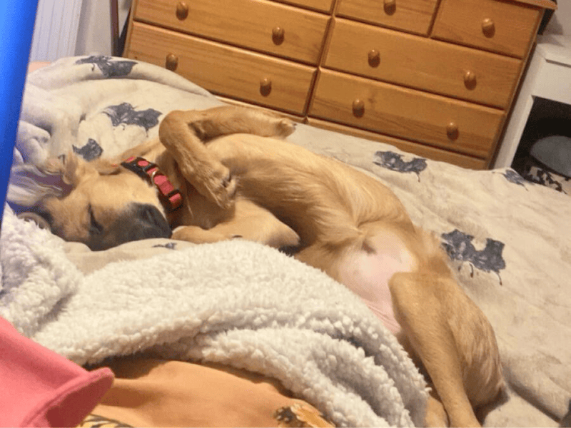 Siberian Husky Dogs And Puppies For Adoption