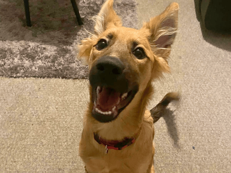 German Shepherd for adoption in , Na H-Eileanan An Iar – 5 months old - Image 3 of 7