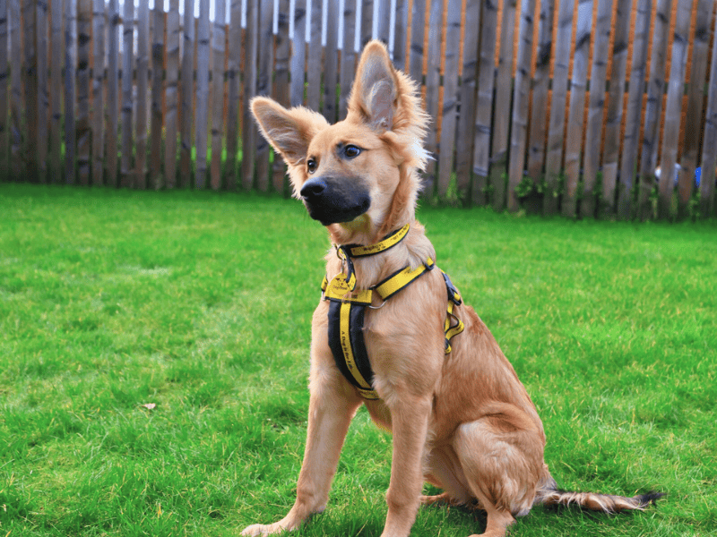 German Shepherd for adoption in , Na H-Eileanan An Iar – 5 months old - Image 5 of 7