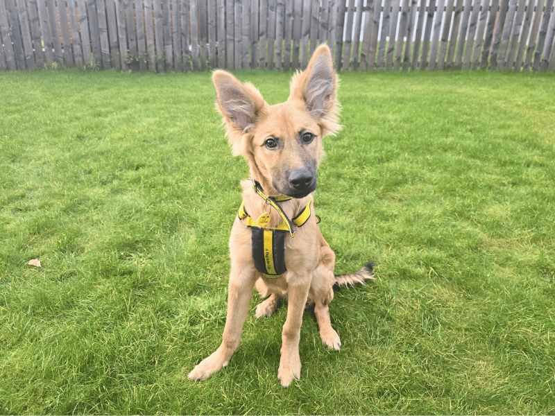 Ria, a Unknown old female Unknown available for adoption from Dogs Trust in Dundee, Scotland