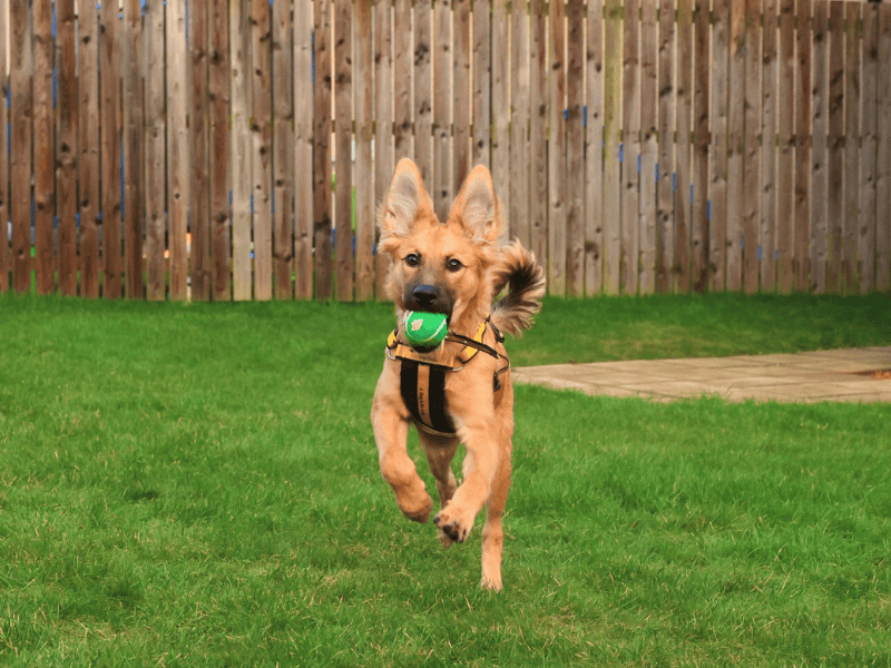 German Shepherd for adoption in , Na H-Eileanan An Iar – 5 months old - Image 6 of 7